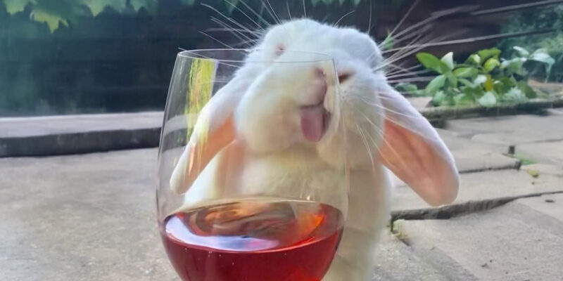 Éclairage – rencontre : Apéro lapin