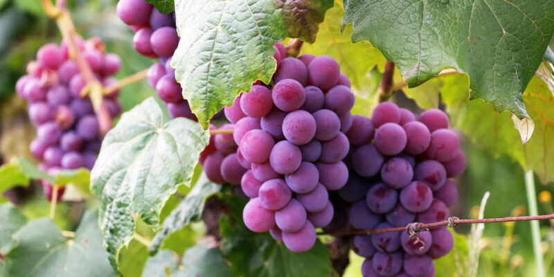 L’art de la vinification (en Mayenne!)