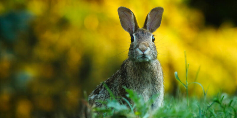 Projection : Pas si bêtes, le lapin taillé pour survivre
